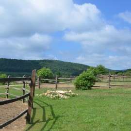 Petneházy Lovaspark kép 61