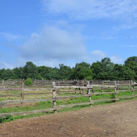 Petneházy Lovaspark kép 60