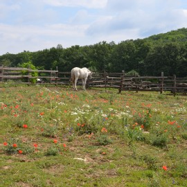 Petneházy Lovaspark kép 49