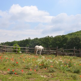 Petneházy Lovaspark kép 48