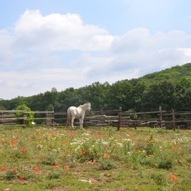 Petneházy Lovaspark kép 47