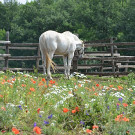 Petneházy Lovaspark kép 44