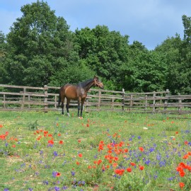 Petneházy Lovaspark kép 42