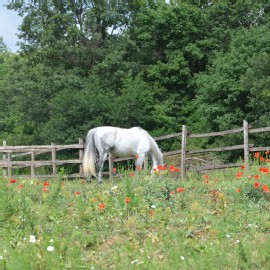 Petneházy Lovaspark kép 39