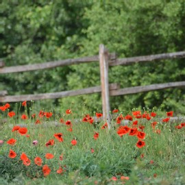 Petneházy Lovaspark kép 38