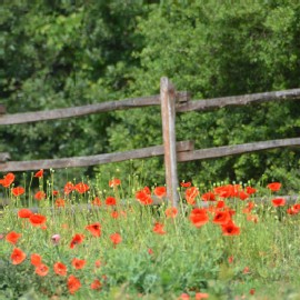 Petneházy Lovaspark kép 37