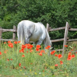 Petneházy Lovaspark kép 36