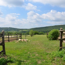 Petneházy Lovaspark kép 34